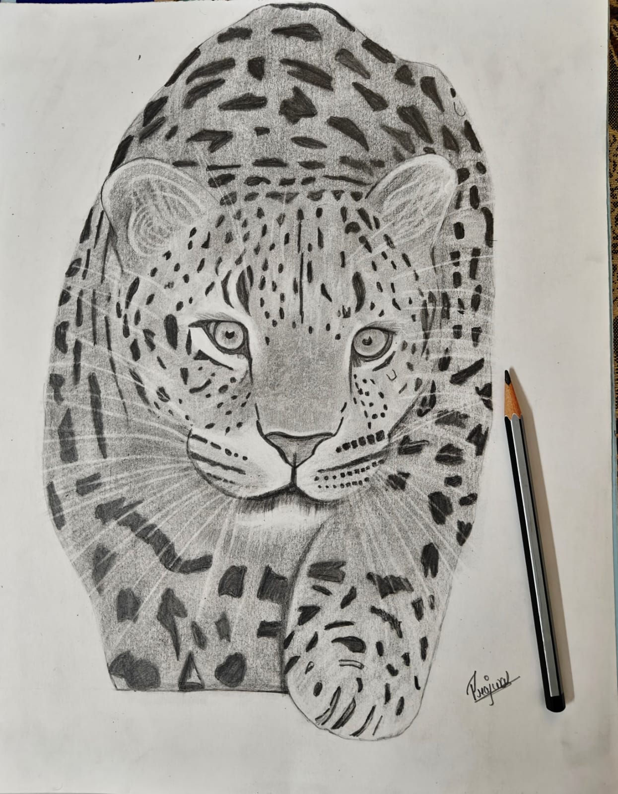 Tiger Sketch